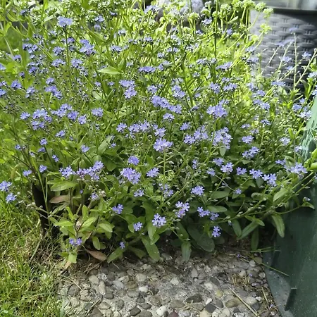 Blumaecker Oberbayern